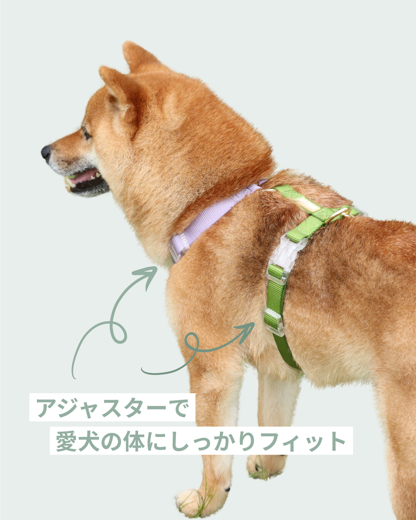 【再入荷/残り3点】Harness / Purple & Green