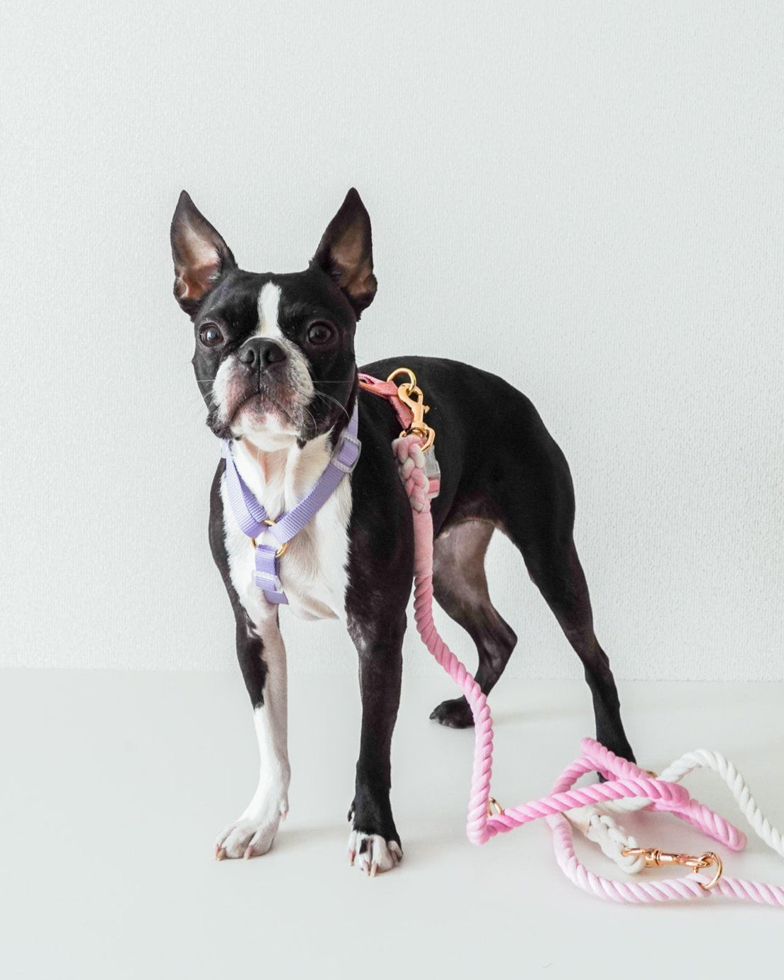 Harness / Purple & Pink