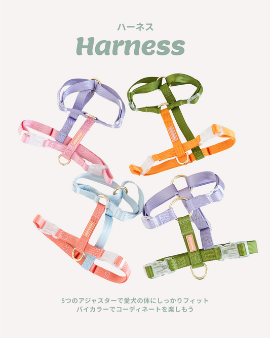 Harness / Purple & Pink