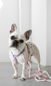Harness / Purple & Pink