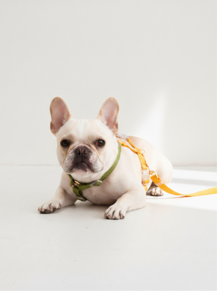 Harness / Green & Yellow