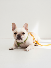 Harness / Green & Yellow