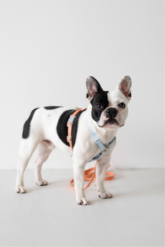 Harness / Blue & Orange
