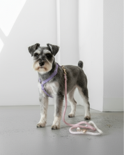 Harness / Purple & Pink