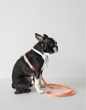 Harness / Blue & Orange