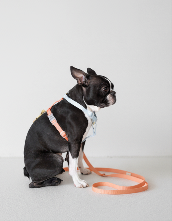 Harness / Blue & Orange