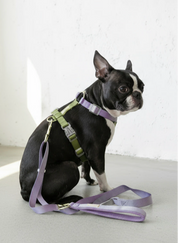 【再入荷/残り3点】Harness / Purple & Green