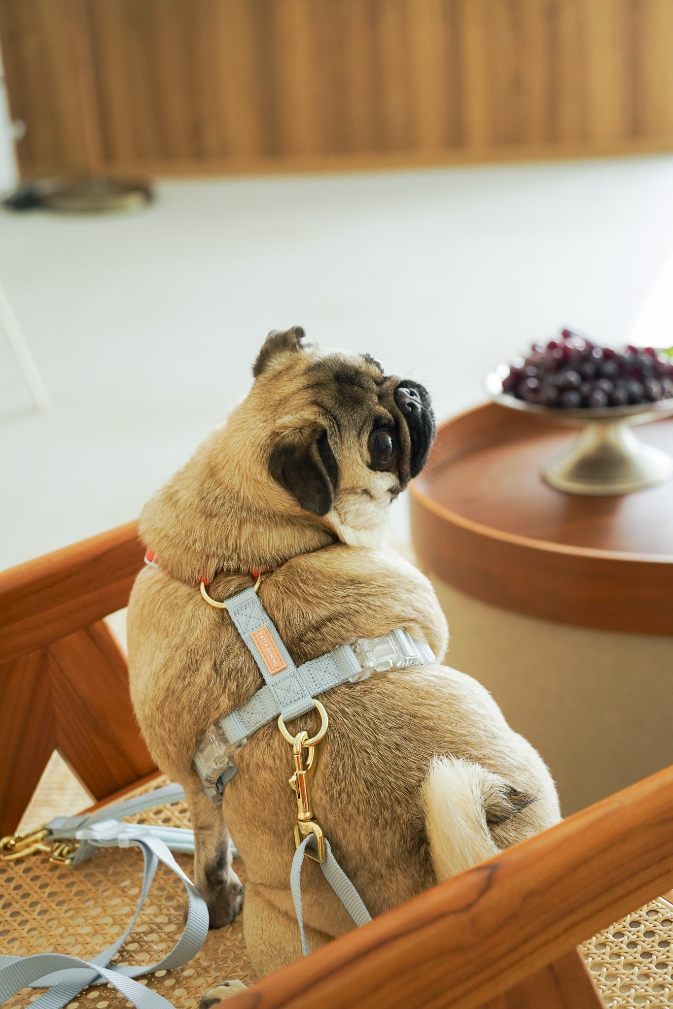 Harness / Marine ( Red & Blue )