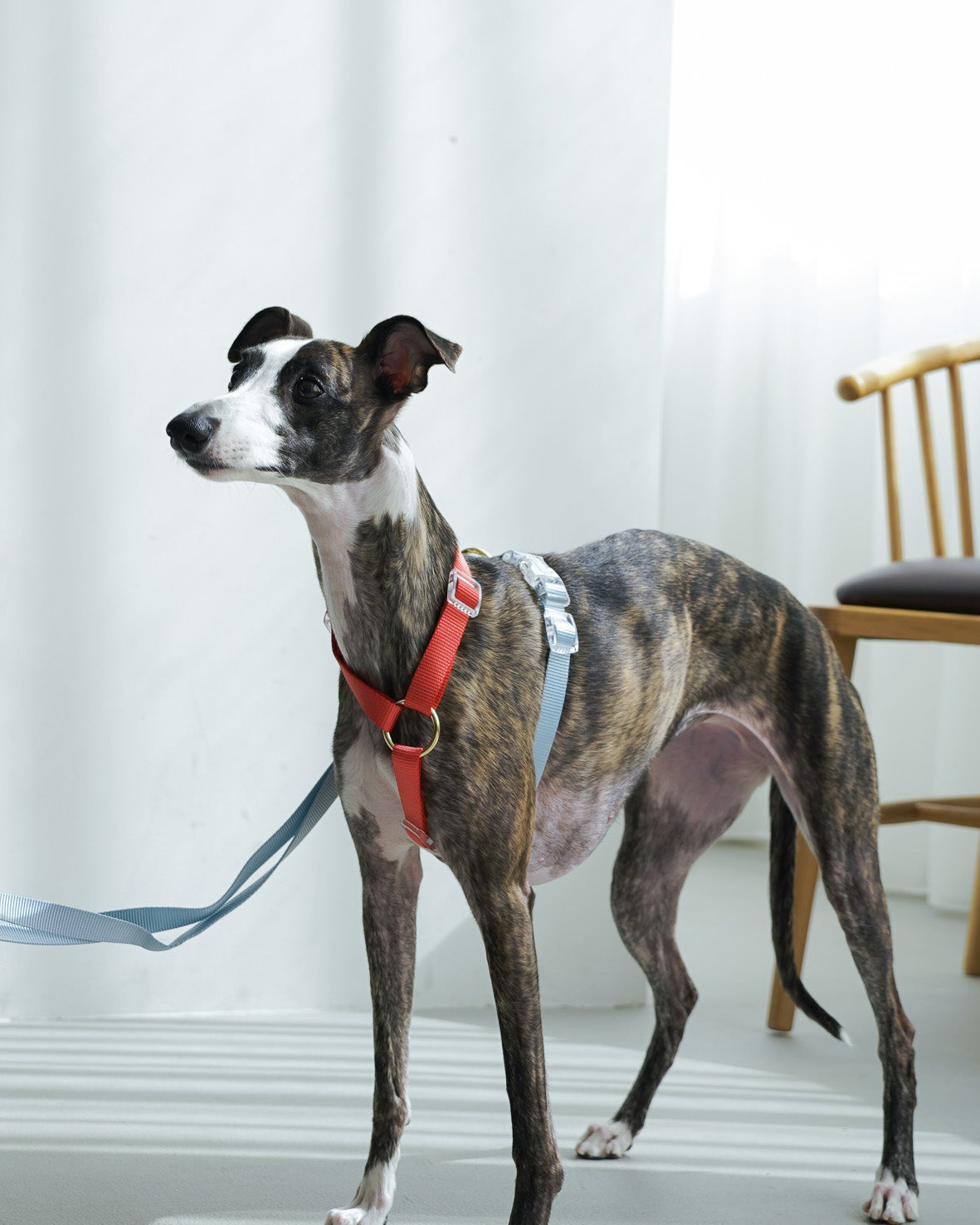 Harness / Marine ( Red & Blue )