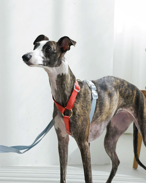 Harness / Marine ( Red & Blue )