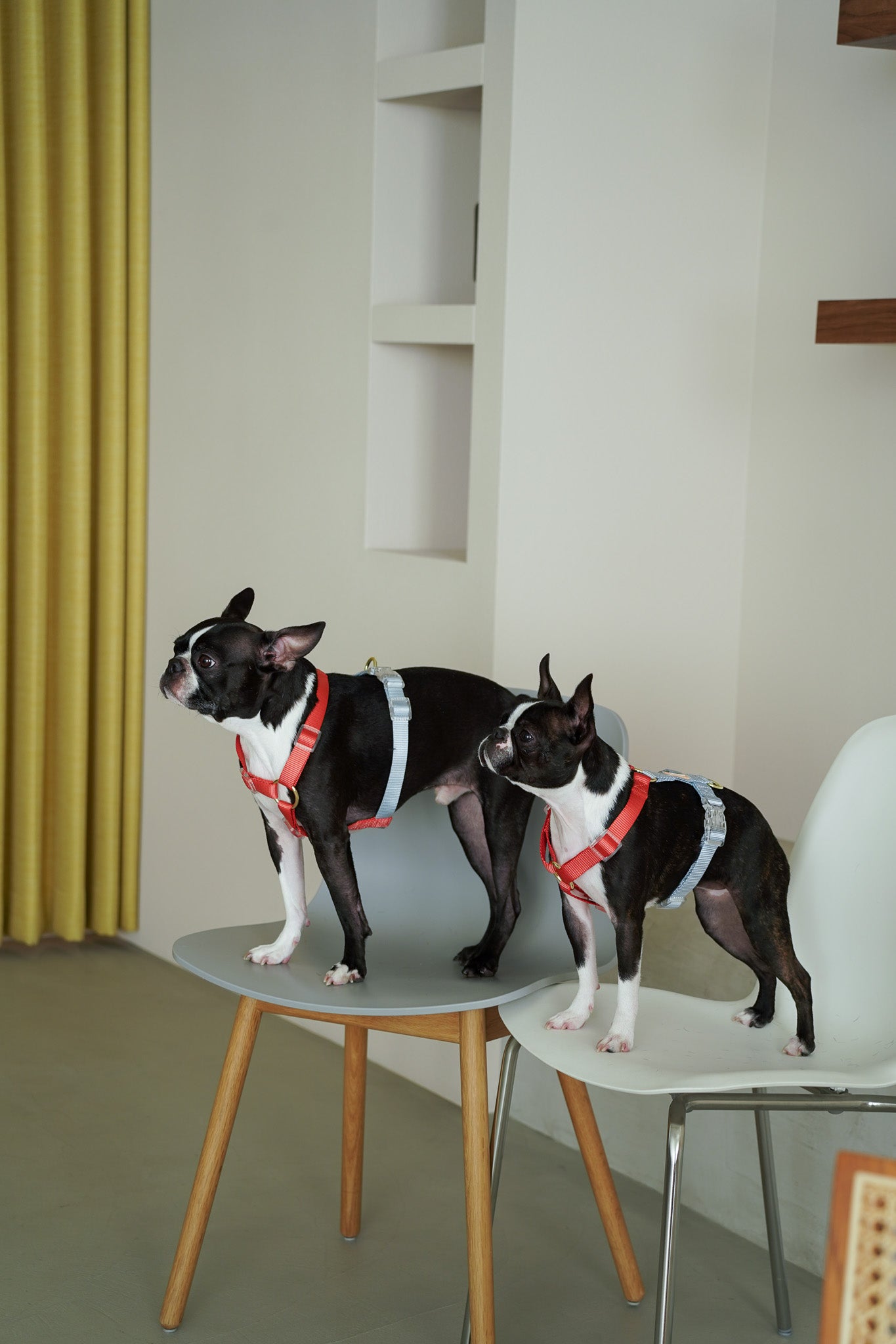 Harness / Marine ( Red & Blue )