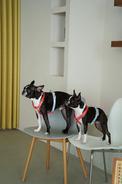 Harness / Marine ( Red & Blue )