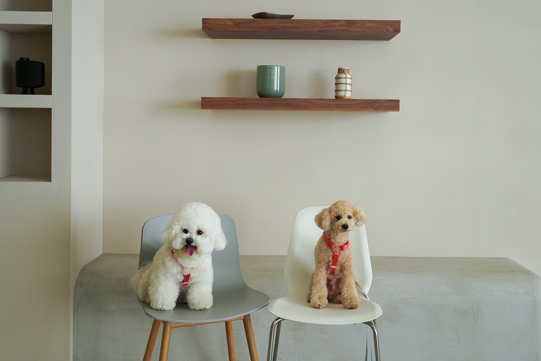 Harness / Marine ( Red & Blue )