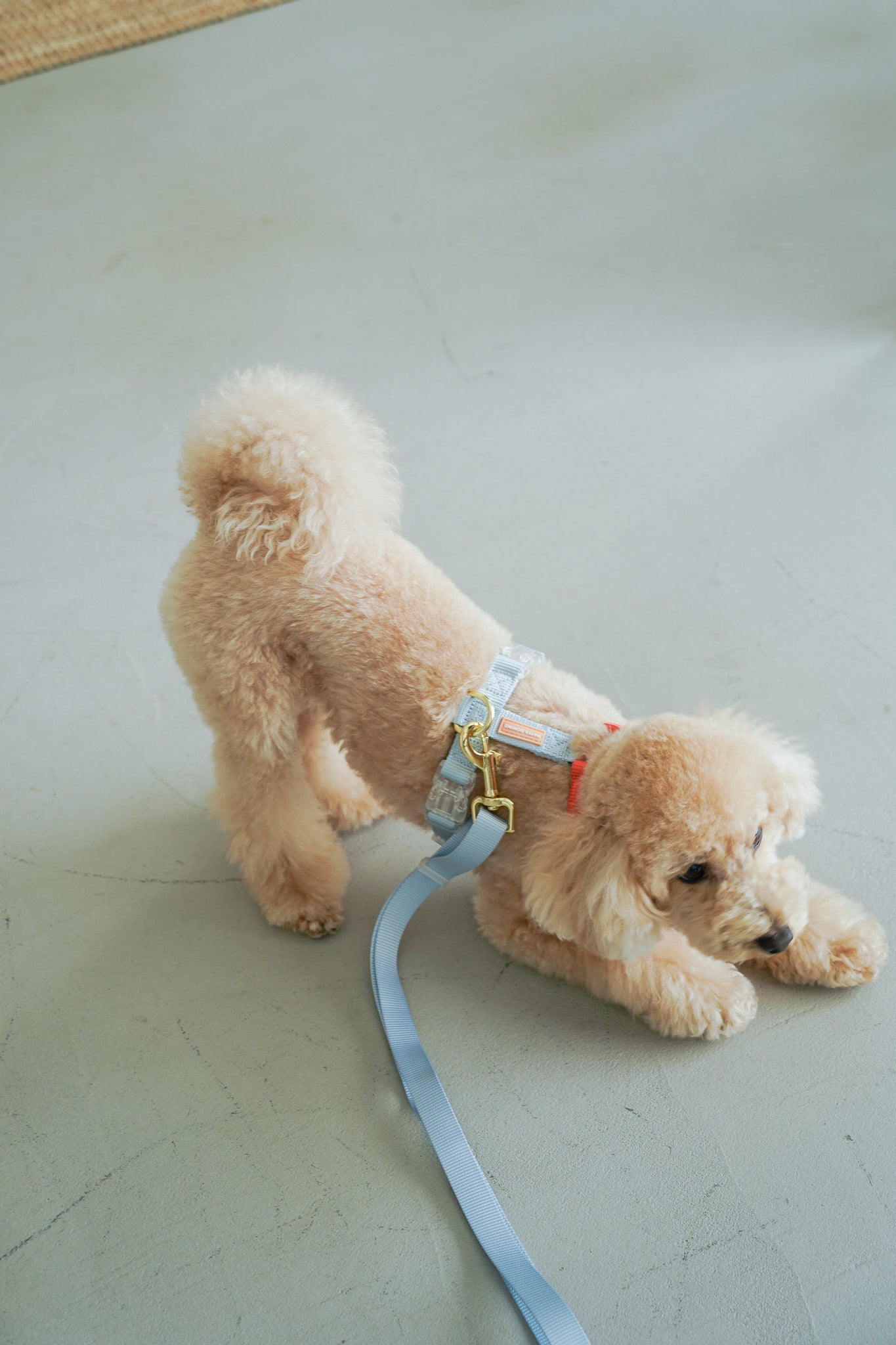 Harness / Marine ( Red & Blue )