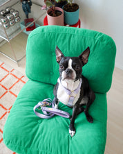 【再入荷/残り3点】Harness / Purple & Green