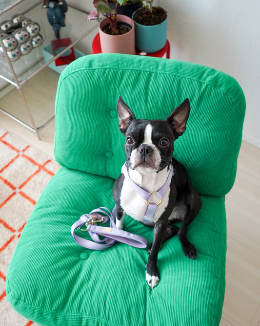 【再入荷/残り3点】Harness / Purple & Green