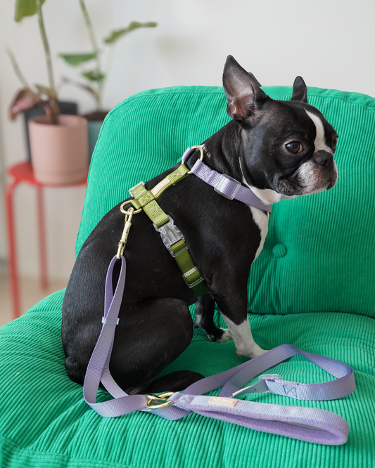 【再入荷/残り3点】Harness / Purple & Green