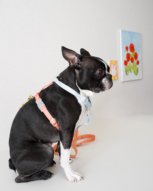 Harness / Blue & Orange