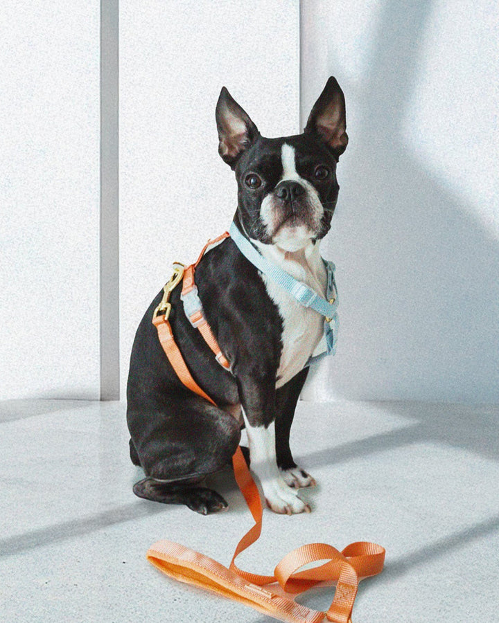 Dog Leash | リード