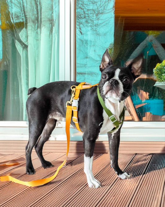 Harness / Green & Yellow