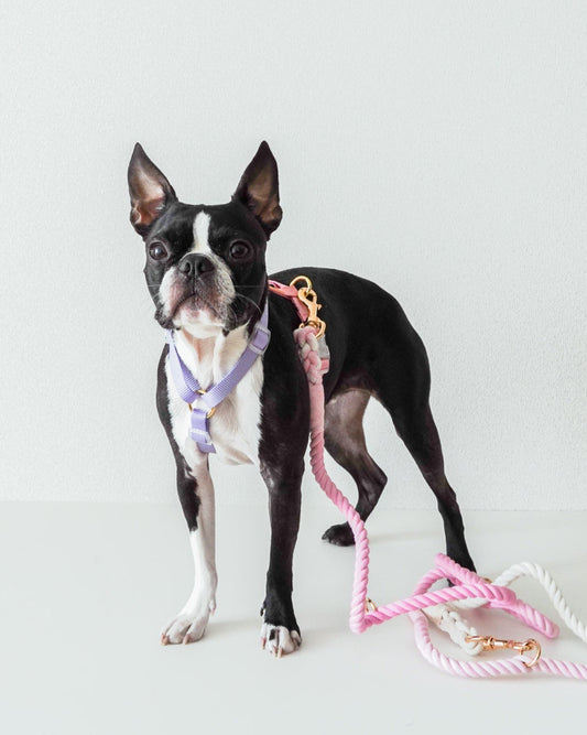 Harness / Purple & Pink