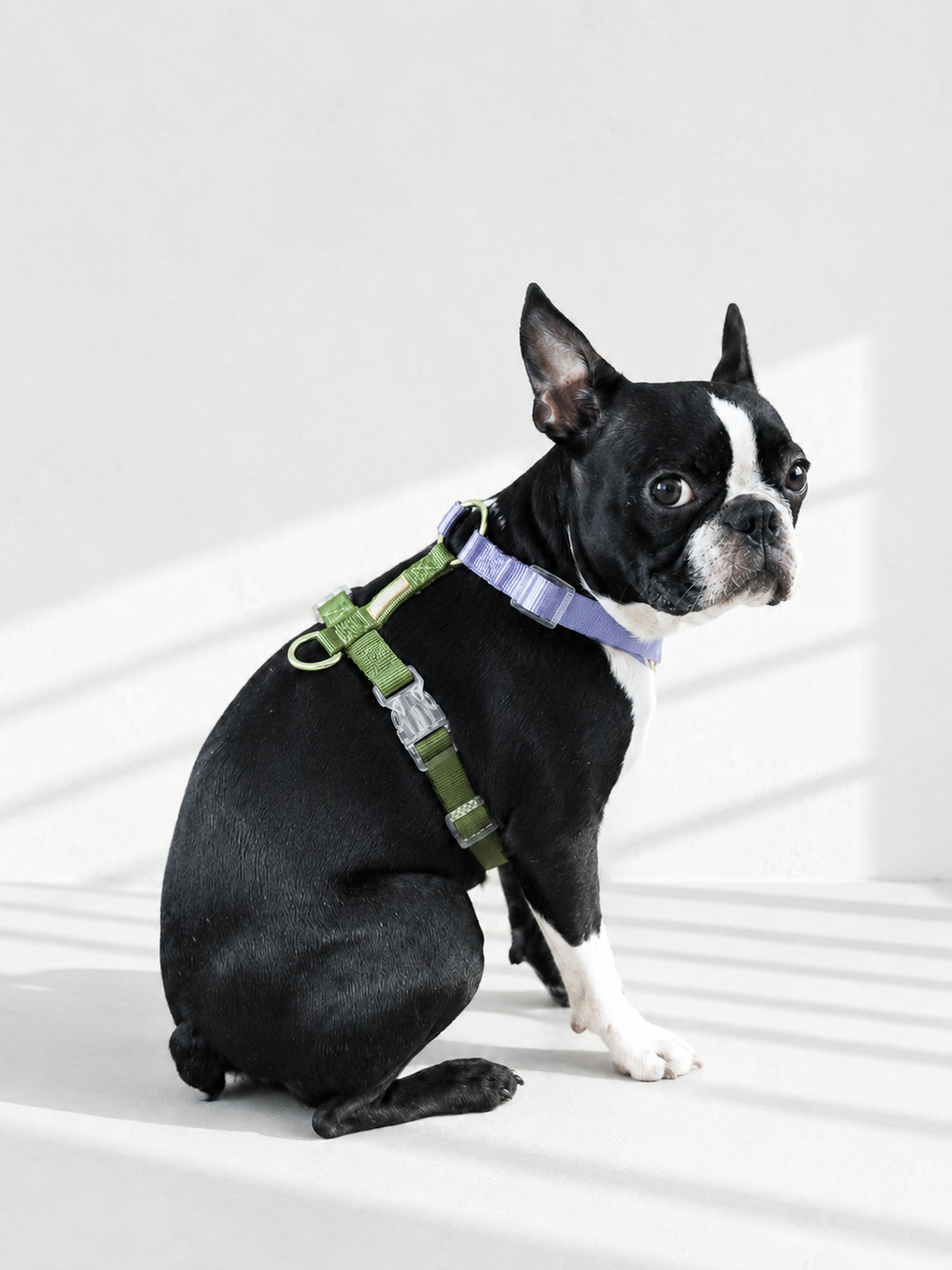 【再入荷/残り3点】Harness / Purple & Green