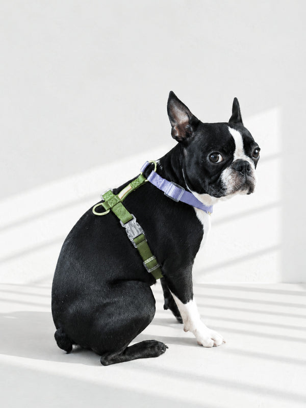 【再入荷/残り3点】Harness / Purple & Green
