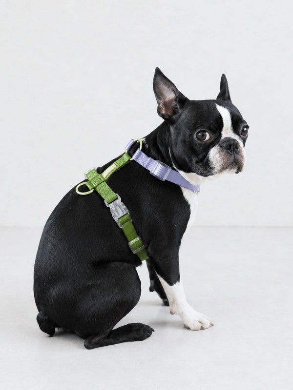 【再入荷/残り3点】Harness / Purple & Green