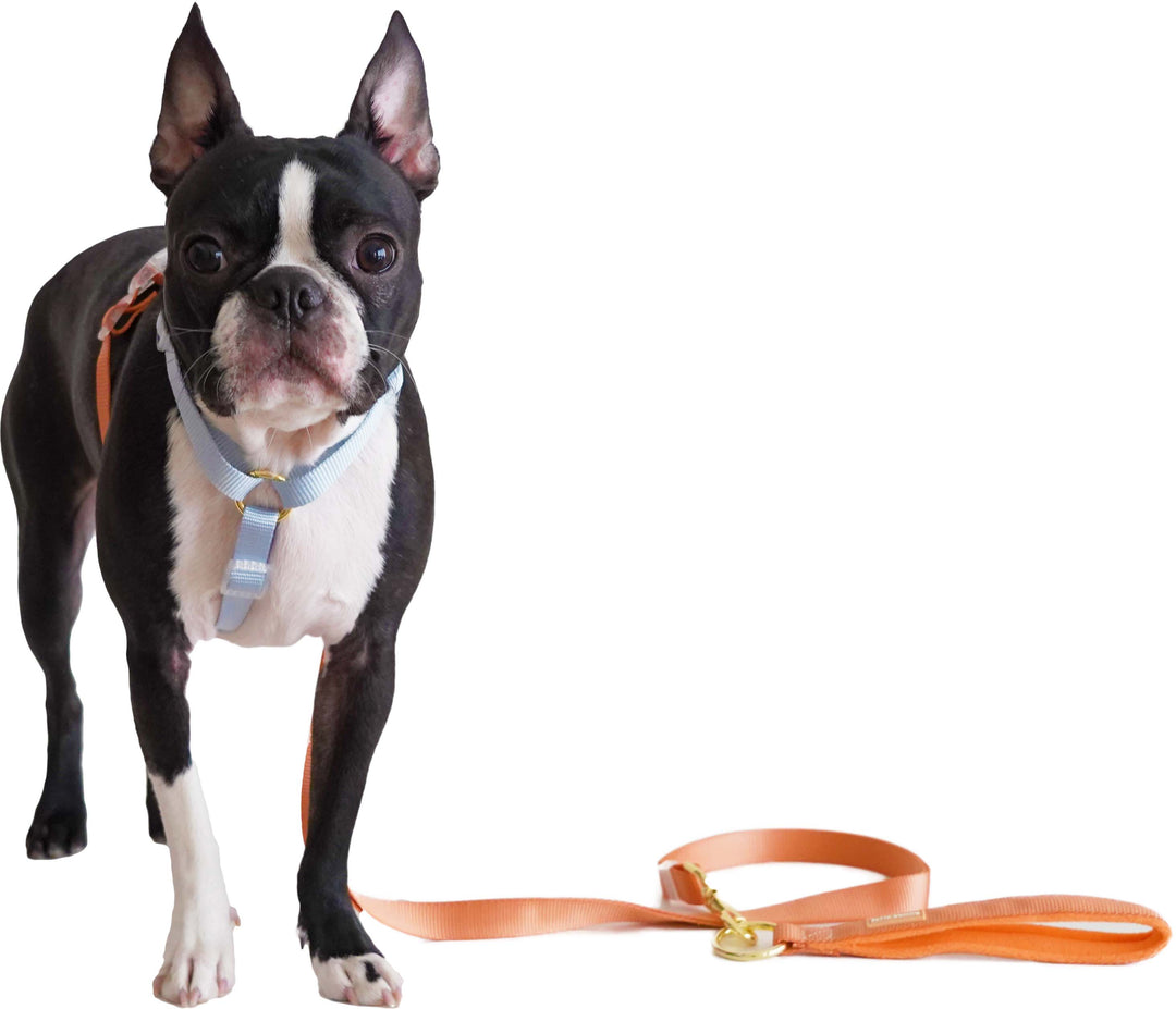 Dog Leash / Orange