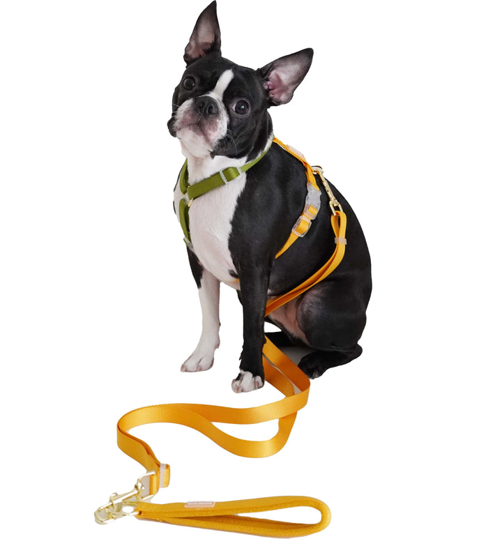 Dog Leash / Yellow